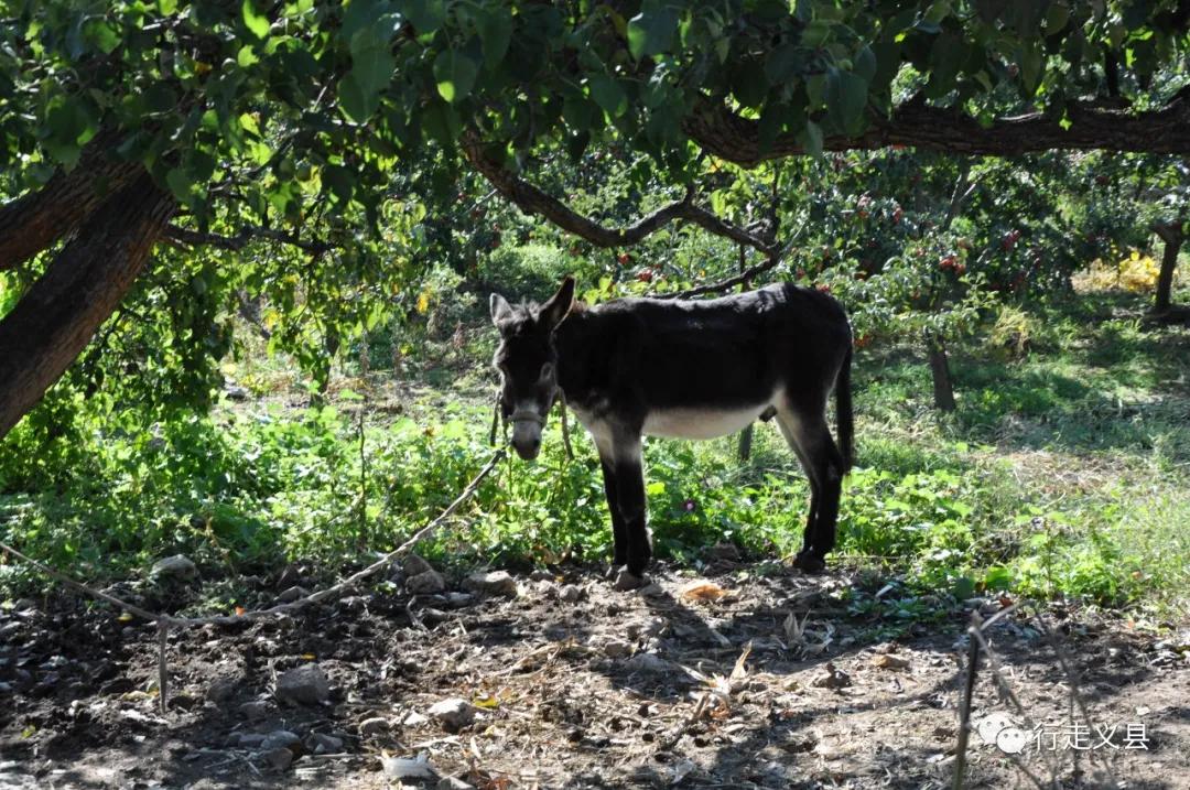 金秋十月看万山红遍层林尽染,金秋十月看红叶的诗句