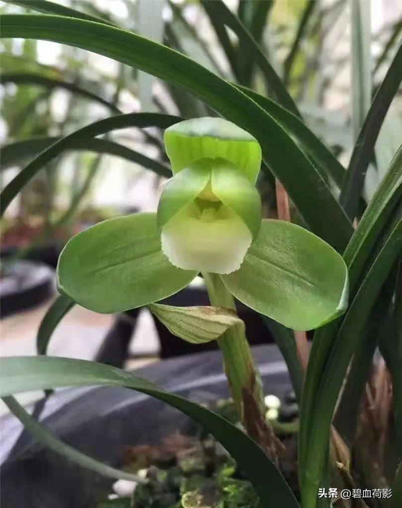 一棵蕙兰卖800万图片,卖了800多万的蕙兰长啥样