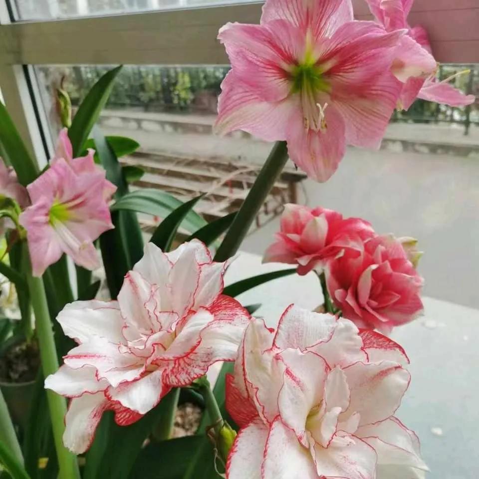 养花5个坏习惯你中了几条,养花黄叶变绿最快方法