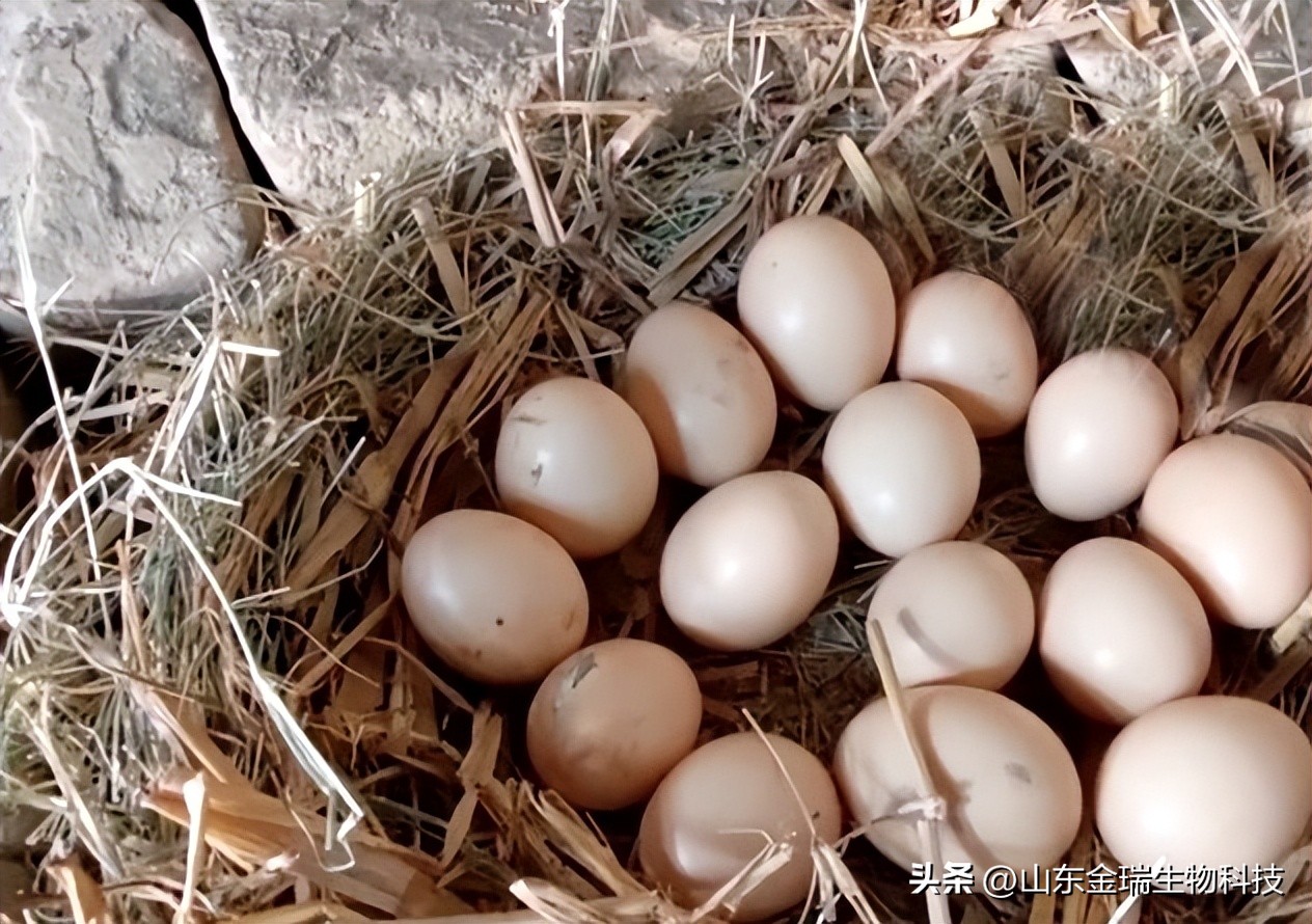 母鸡下软壳蛋吃什么改善,母鸡下软壳蛋是怎么回事