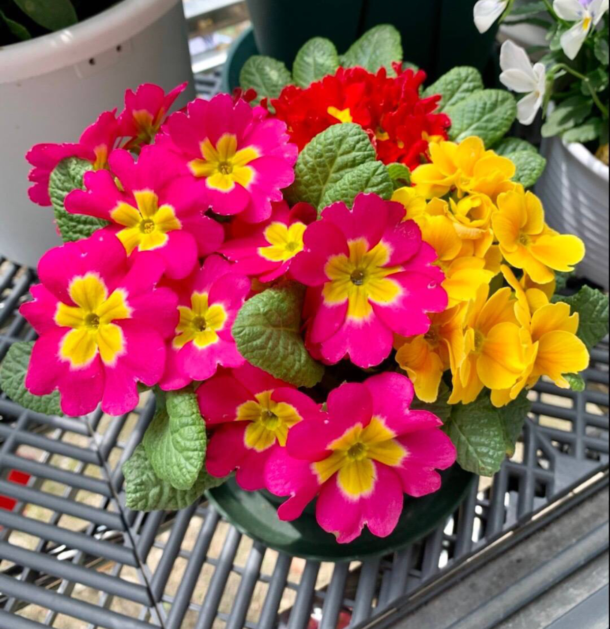 春季买花，“5个坑”要避开，长不旺养不活属于乱花钱