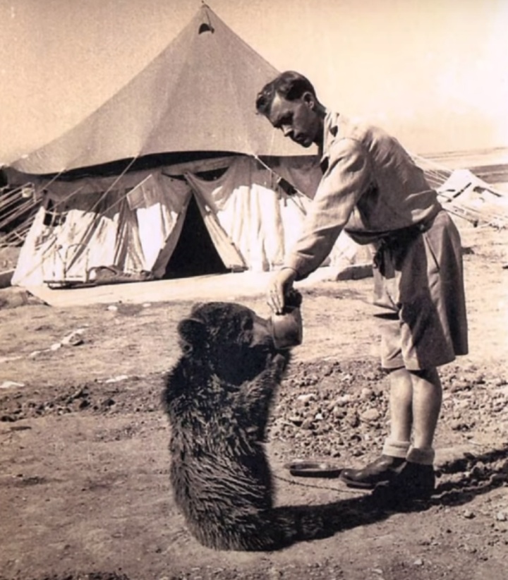 唯一参加过二战的棕熊与士兵训练,参加二战的俄罗斯熊