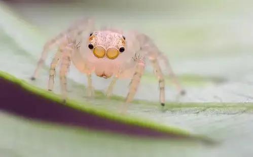 卡塔尔冷知识完整版,卡塔尔世界杯你不知道的冷知识