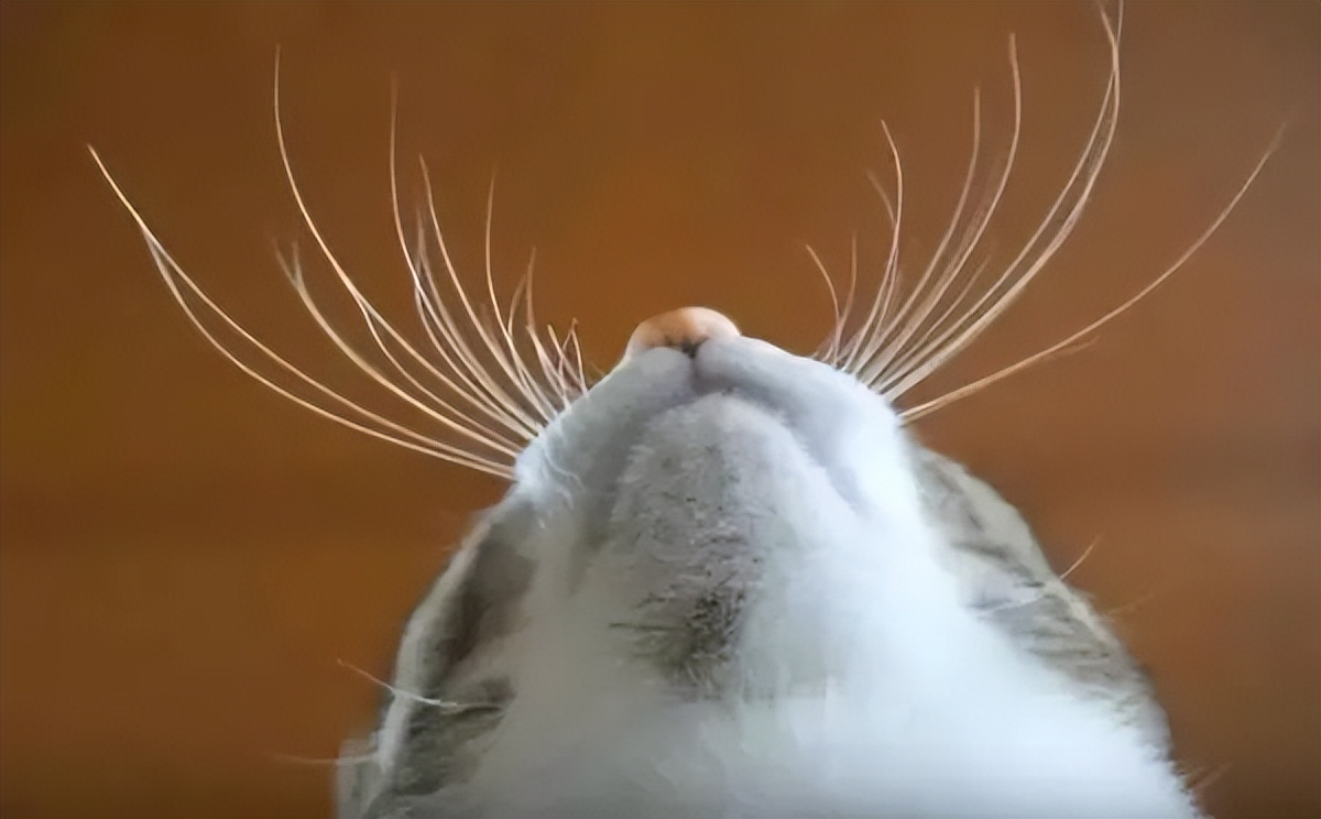 我家猫咪得了猫癣,猫咪胡子用手一拽掉了没事吧