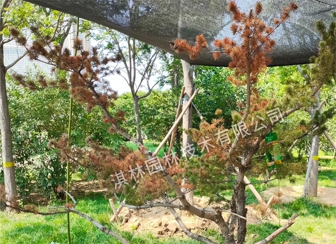 松树针枯病是什么原因,松树枯梢是什么原因