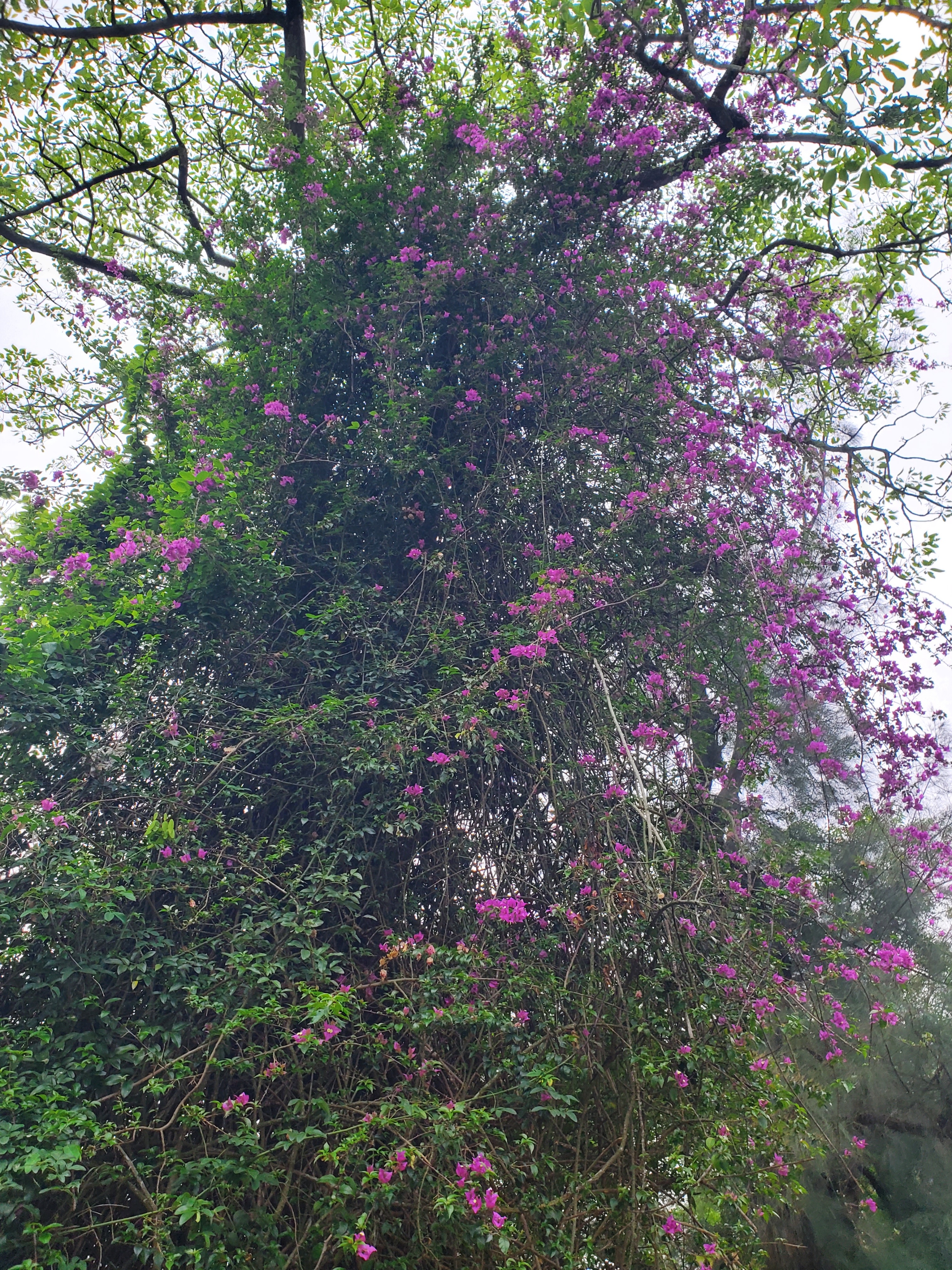徒步香港大帽山,香港麦径徒步攻略