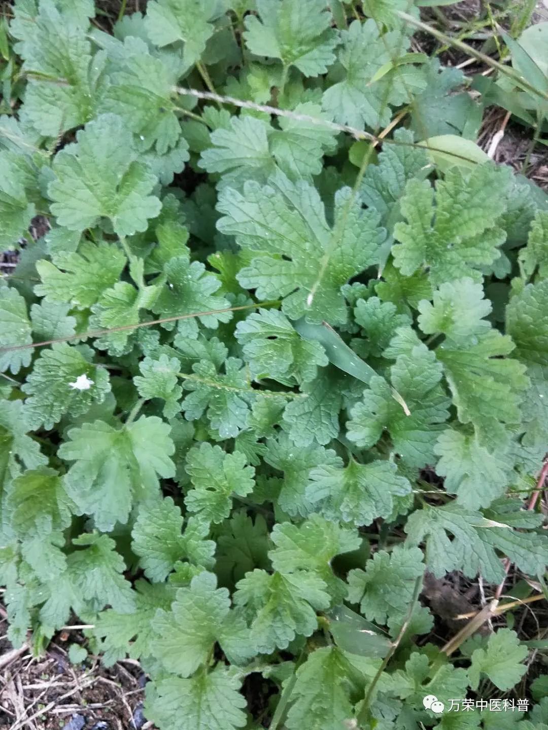 植物幼苗的发展过程详细,植物的幼苗在生长过程中