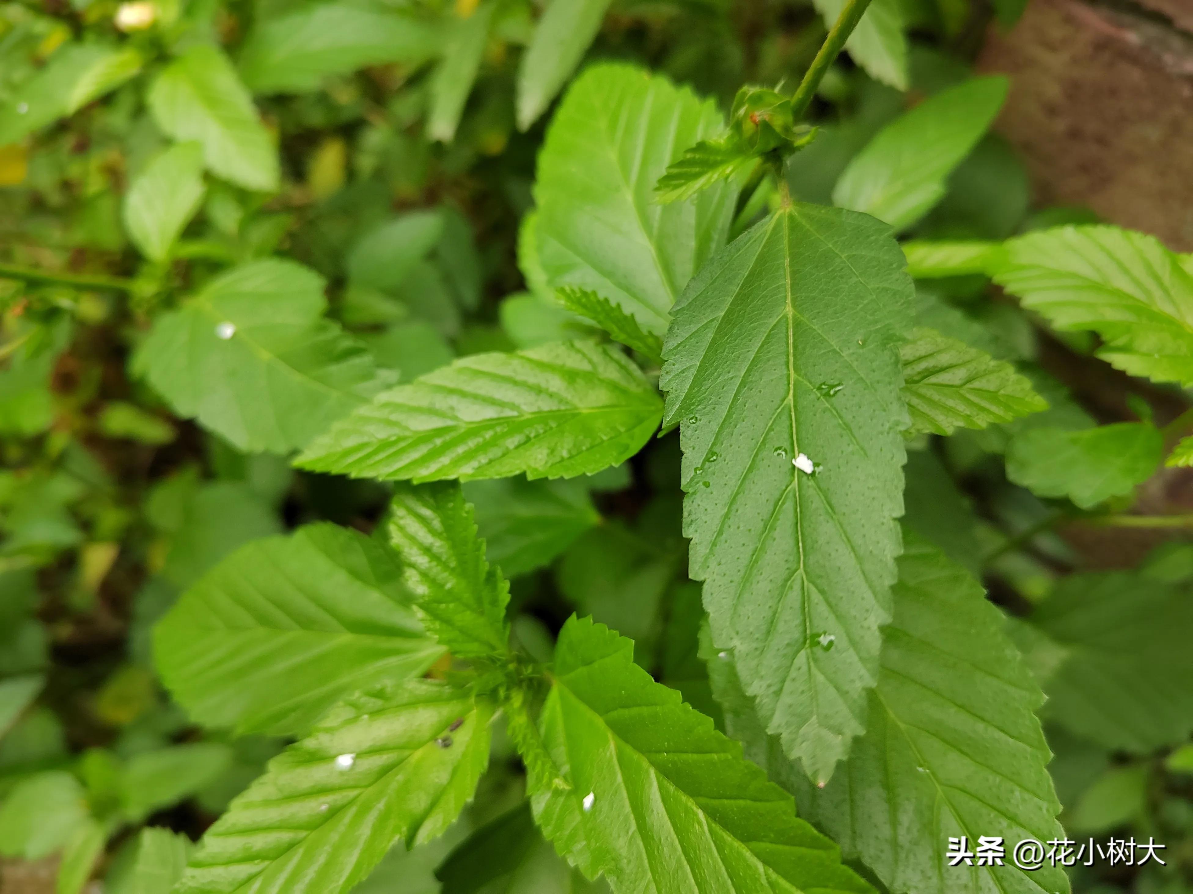 植物图鉴菊花,植物视频实拍