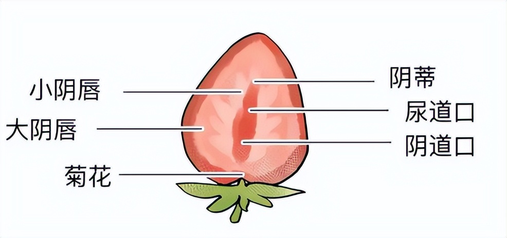 女孩子外阴长啥样才正常？（正经科普）