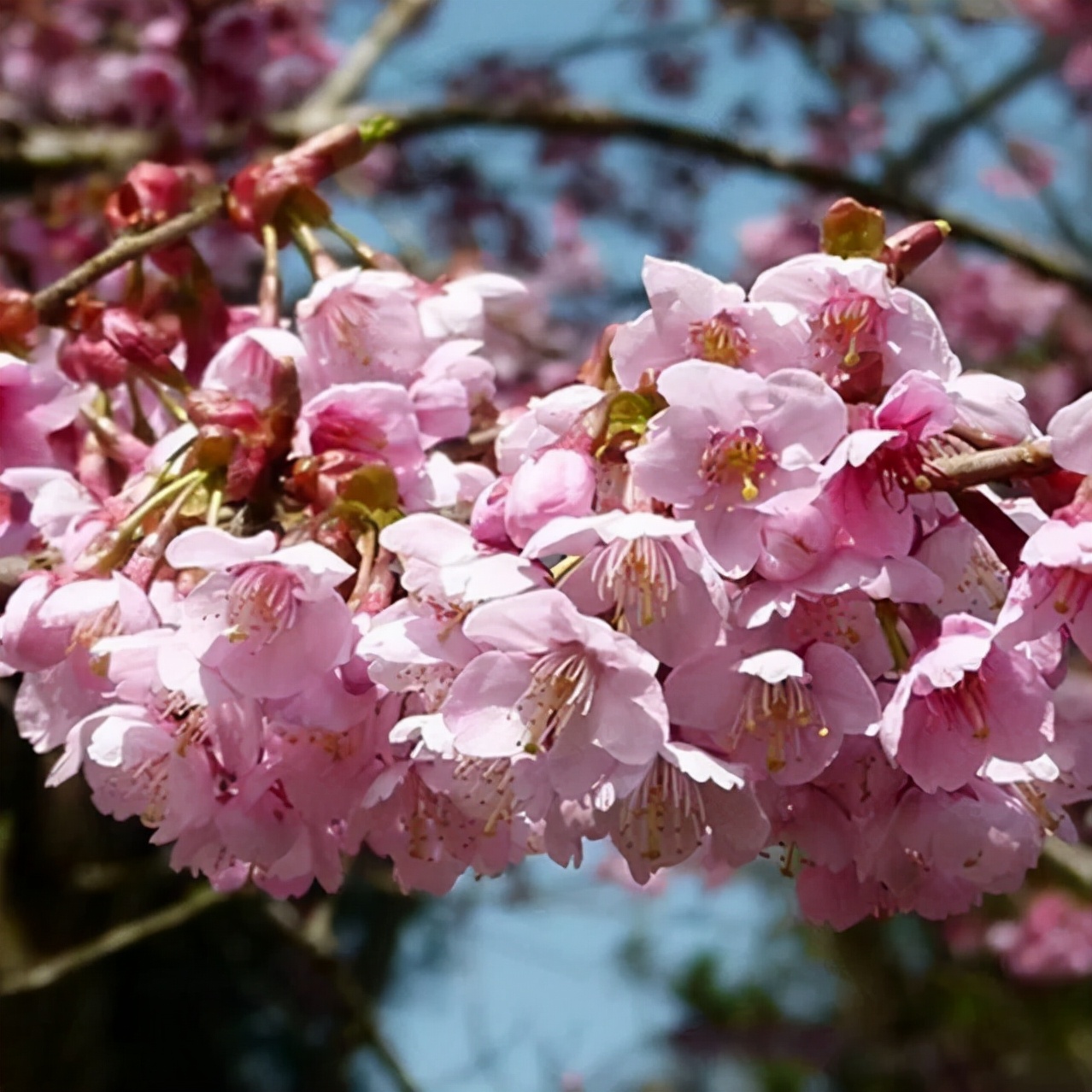 初春河津樱花图片大全,河津樱花品种大全