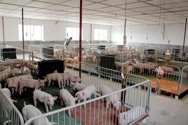 在母猪临产前几天，该怎样为母猪补充营养？