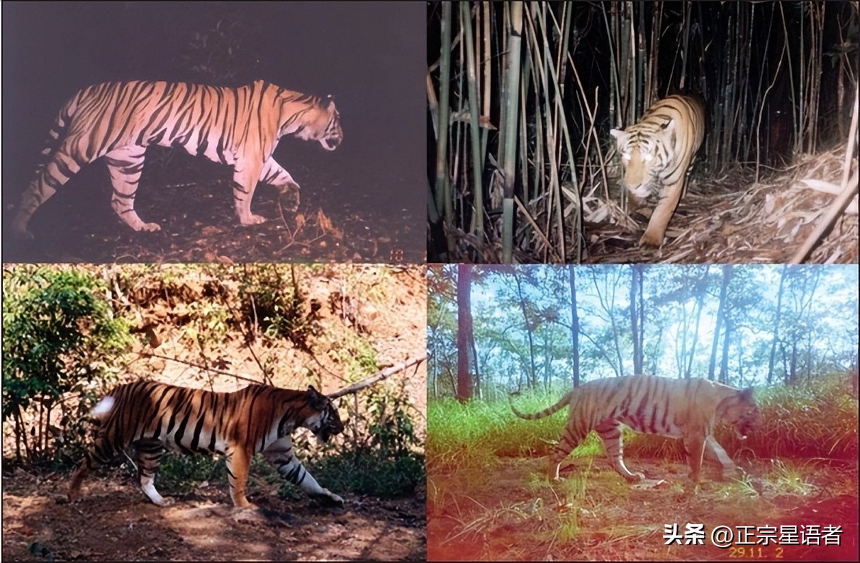 全球老虎数量增加,全球虎还剩多少