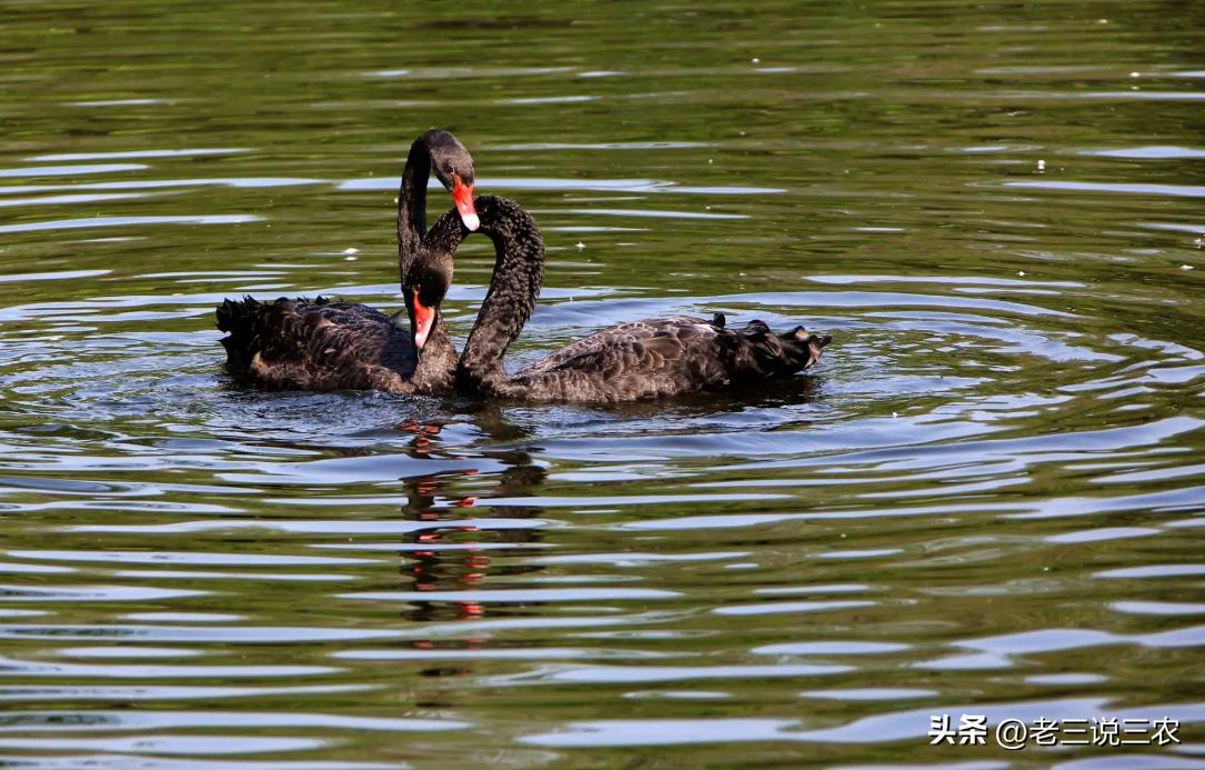 黑天鹅盆栽养法,养几只黑天鹅
