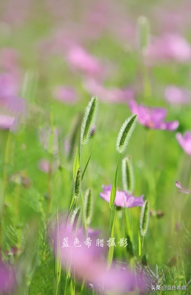 摄影波斯菊花海,上虞城南江上花海