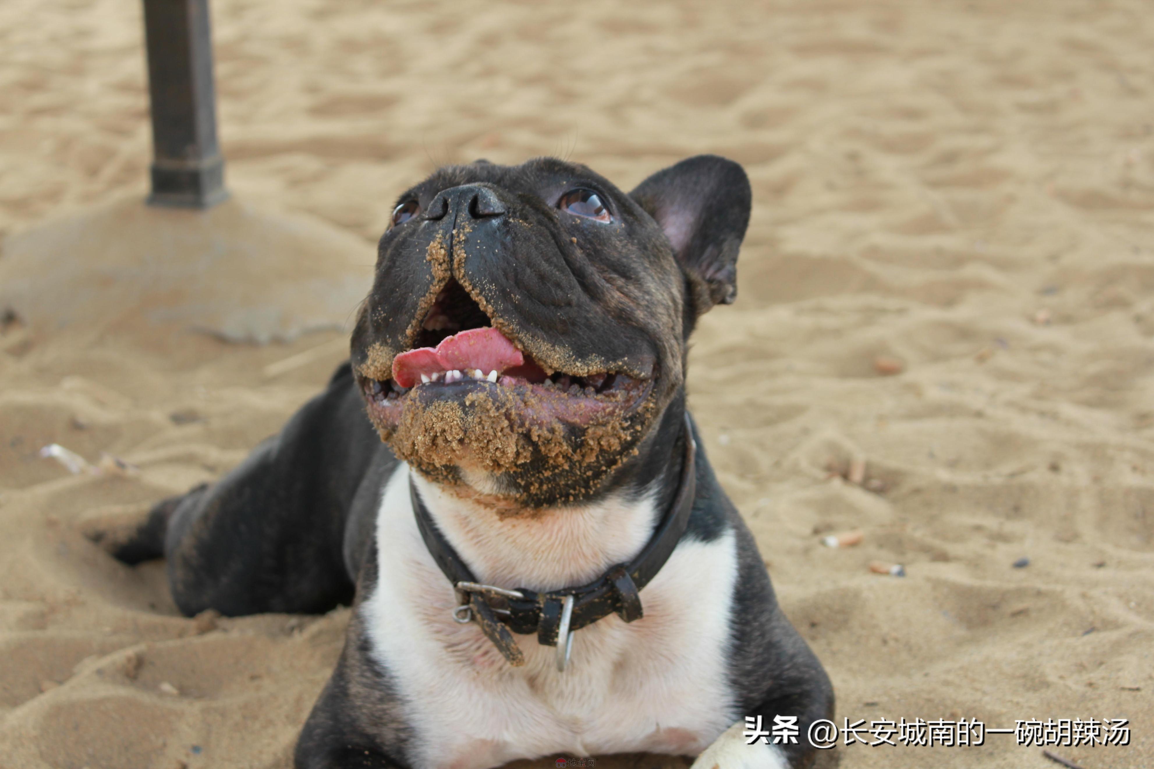 世界名犬大赛全程视频,世界名犬下司犬排名