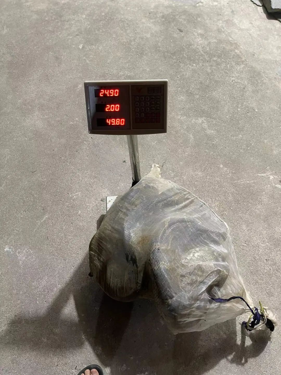 蟒蛇活吞一条蛇,福建泉州蟒蛇吞80多斤羊