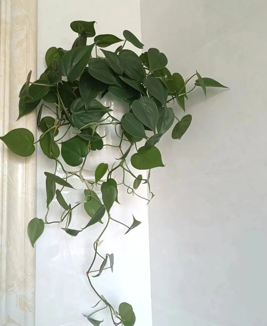 蔓绿绒品种图片大全,蔓绿绒品种图片图文