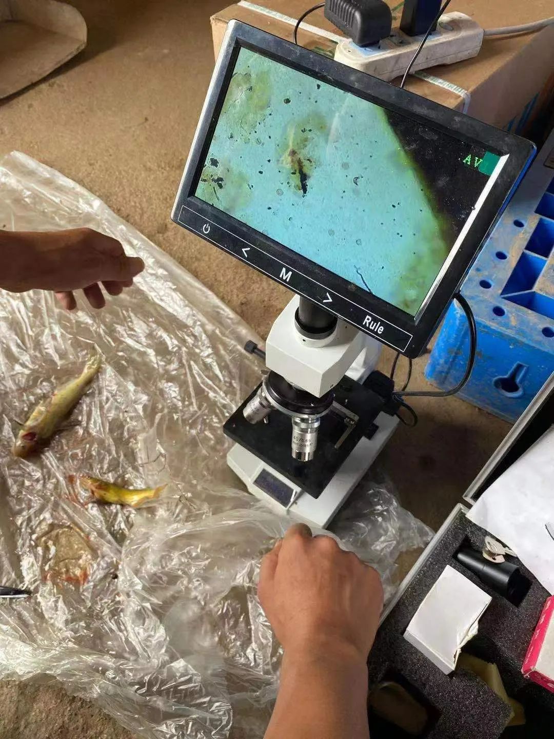 黄颡鱼腹水不吃料怎么办,黄颡鱼腹部有积水怎么解决