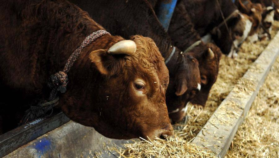 朊病毒大爆发可能性,朊病毒是不是致死率最高的病毒