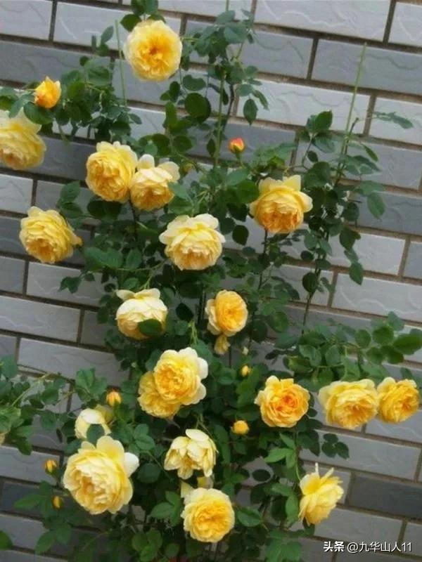 藤本月季品种列表,大红色藤本月季哪个品种好