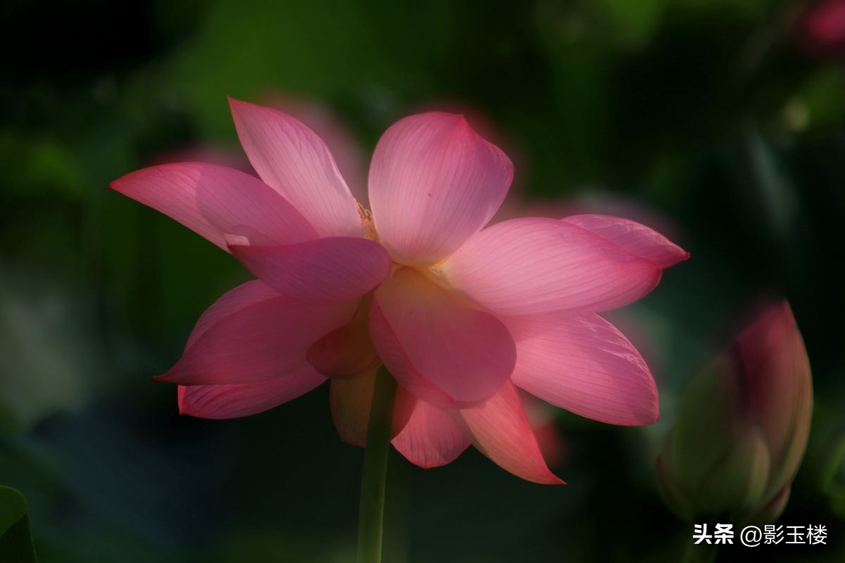 红外ir滤光片,相机红外补光原理