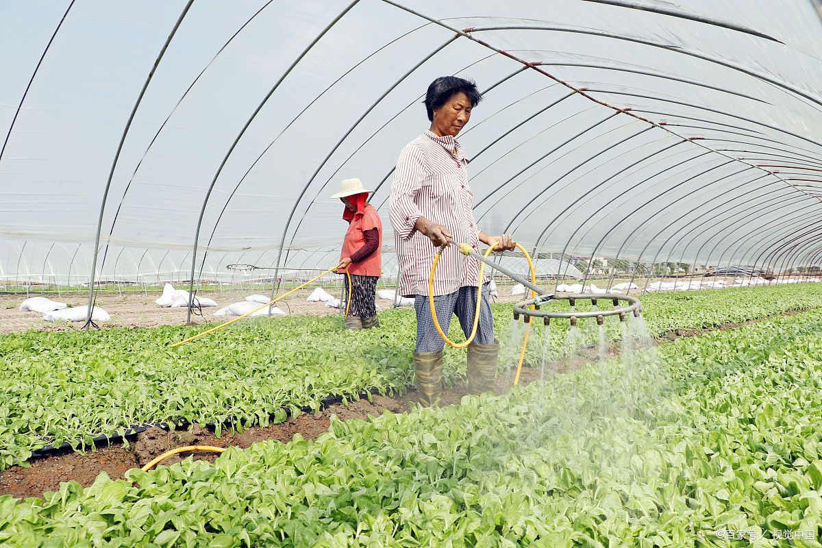 农民专业合作社带动农户发展方式,农村合作社振兴乡村的中坚力量