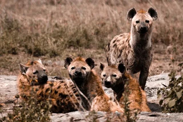 鬣狗和草原羚羊的关系,鬣狗吃草原上的羚羊