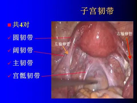 子宫大小与妊娠周数相符,妊娠子宫体积