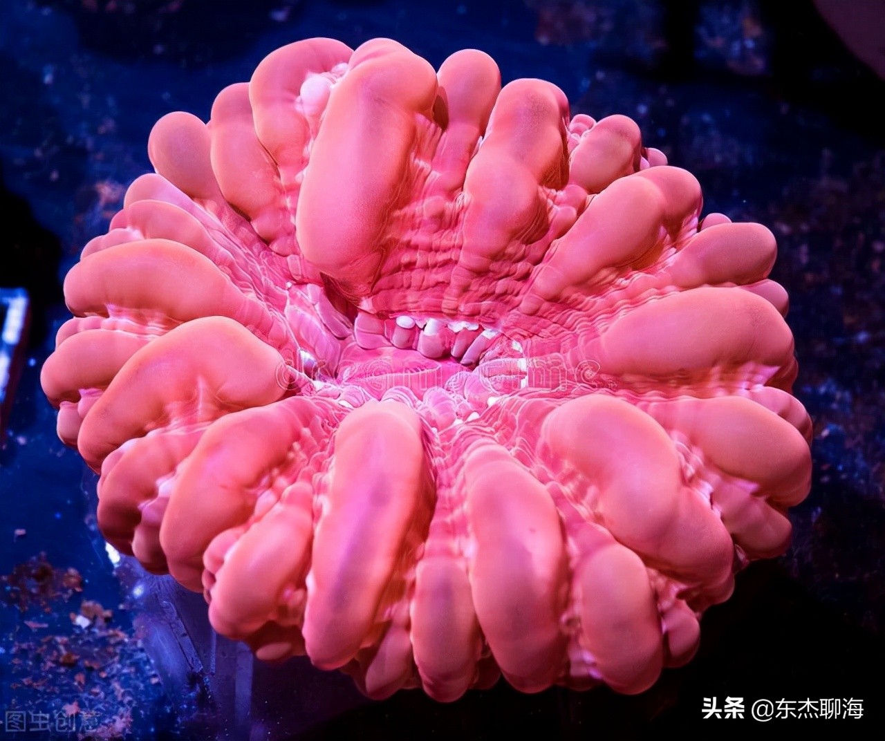 给鱼缸测ph值药水弄手上了,给海缸做体检