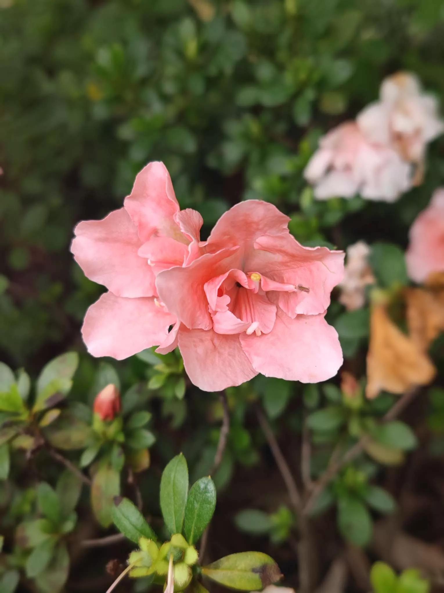 花草种类名称介绍,各种各样的花草名称大全