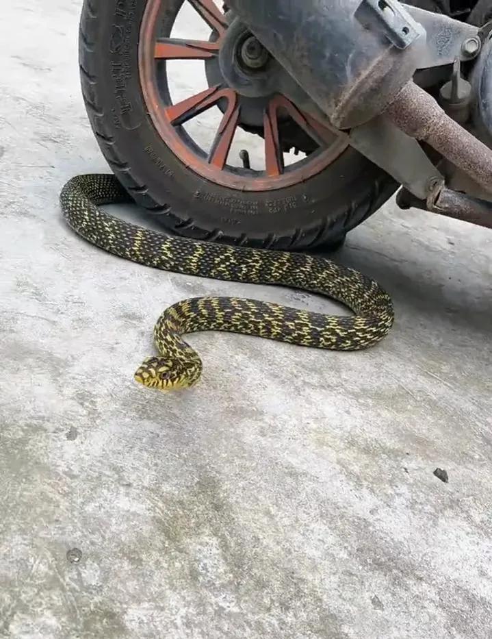 大王蛇属于小型蛇还是大型蛇,大王蛇为什么各种蛇都怕