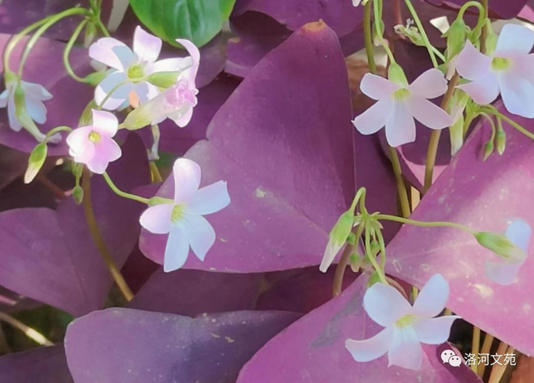 怒放的生命马云完整版,怒放的生命精彩音乐汇