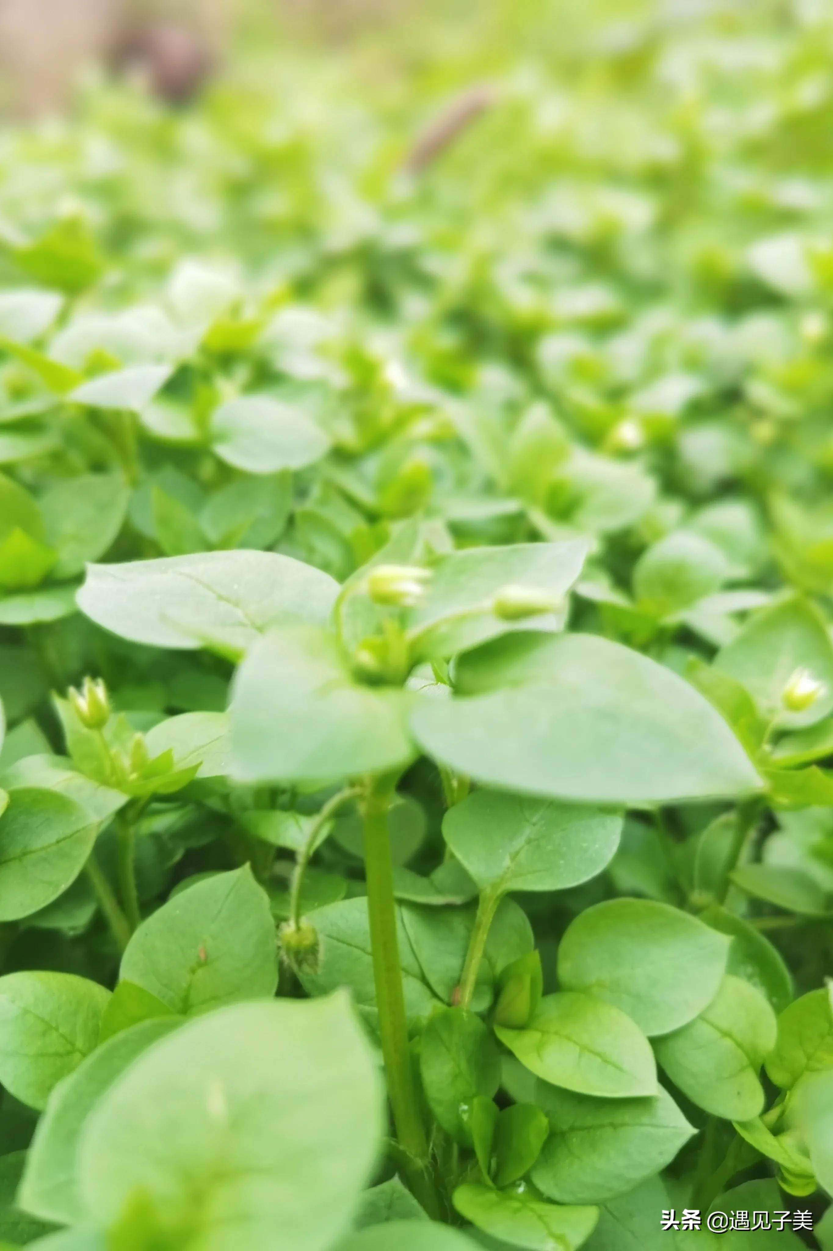 冬日的阳光哲理散文,赞美冬季阳光优美的散文