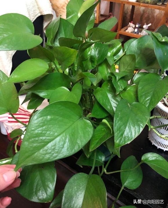 淘米的水能浇绿萝吗,淘米的水可以浇绿萝吗