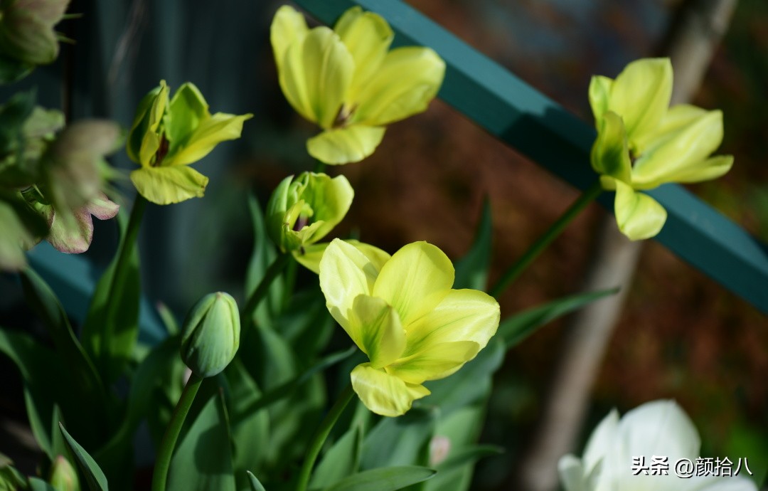 盘点今年河马花园里最美的几款郁金香|园丁