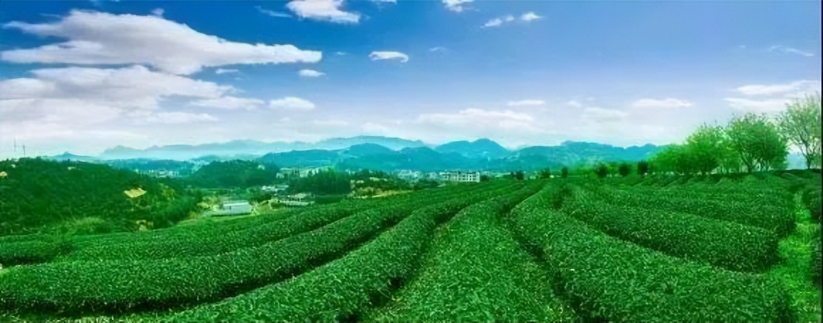 武夷星枞魁茶叶价格 (芳魁茶业有限公司电话)