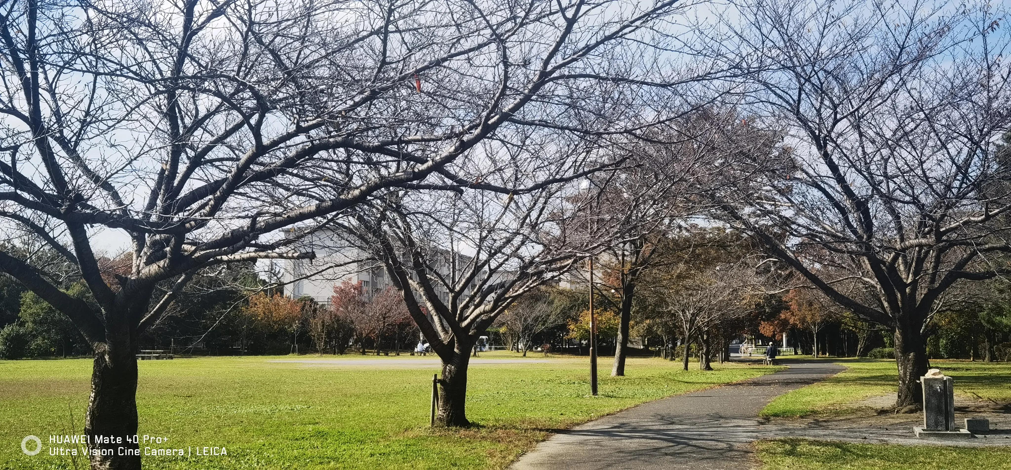日本早樱晚樱,日本早樱与晚樱哪个更好看