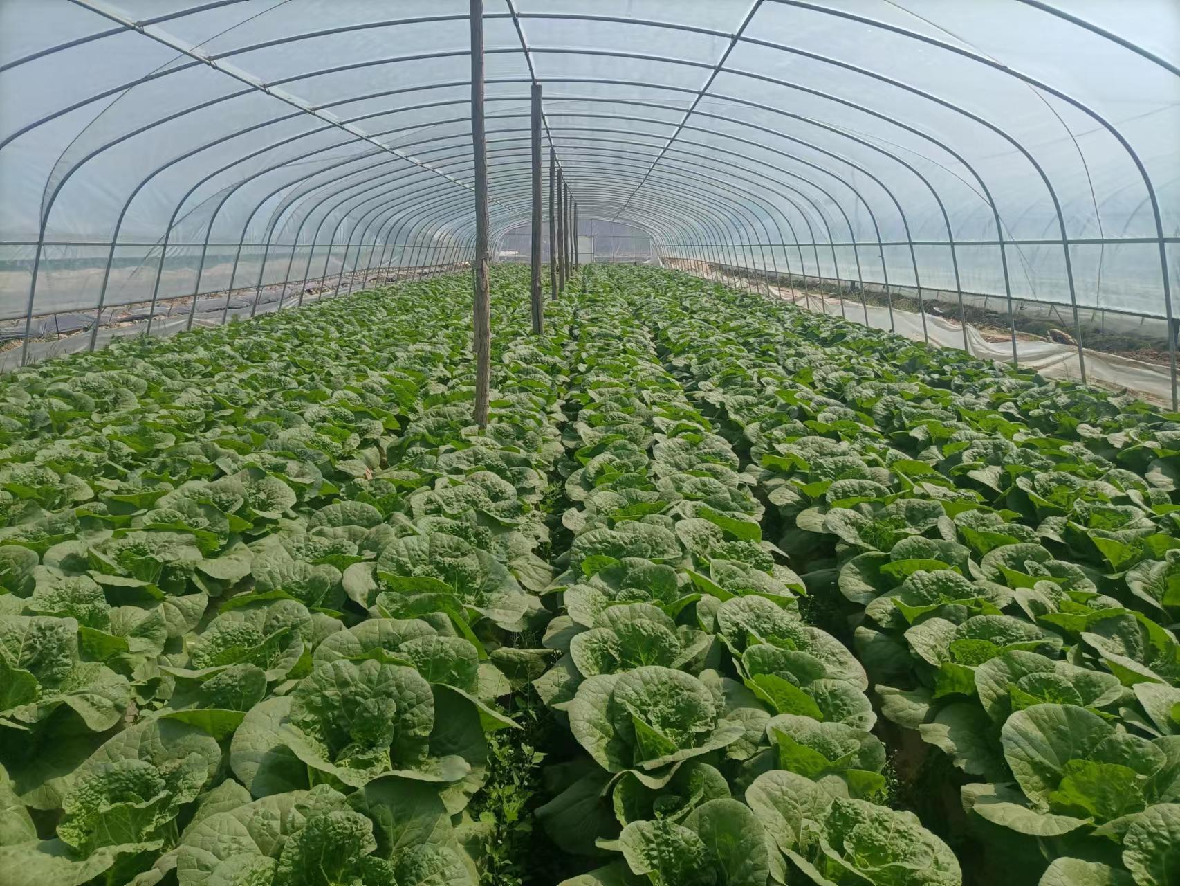 高桥镇拓宽农民增收致富渠道,河口乡村振兴添活力