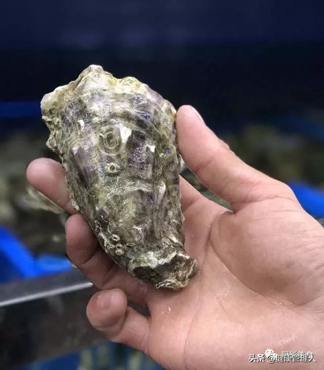 世界顶级海鲜食材,世界顶级的海鲜视频