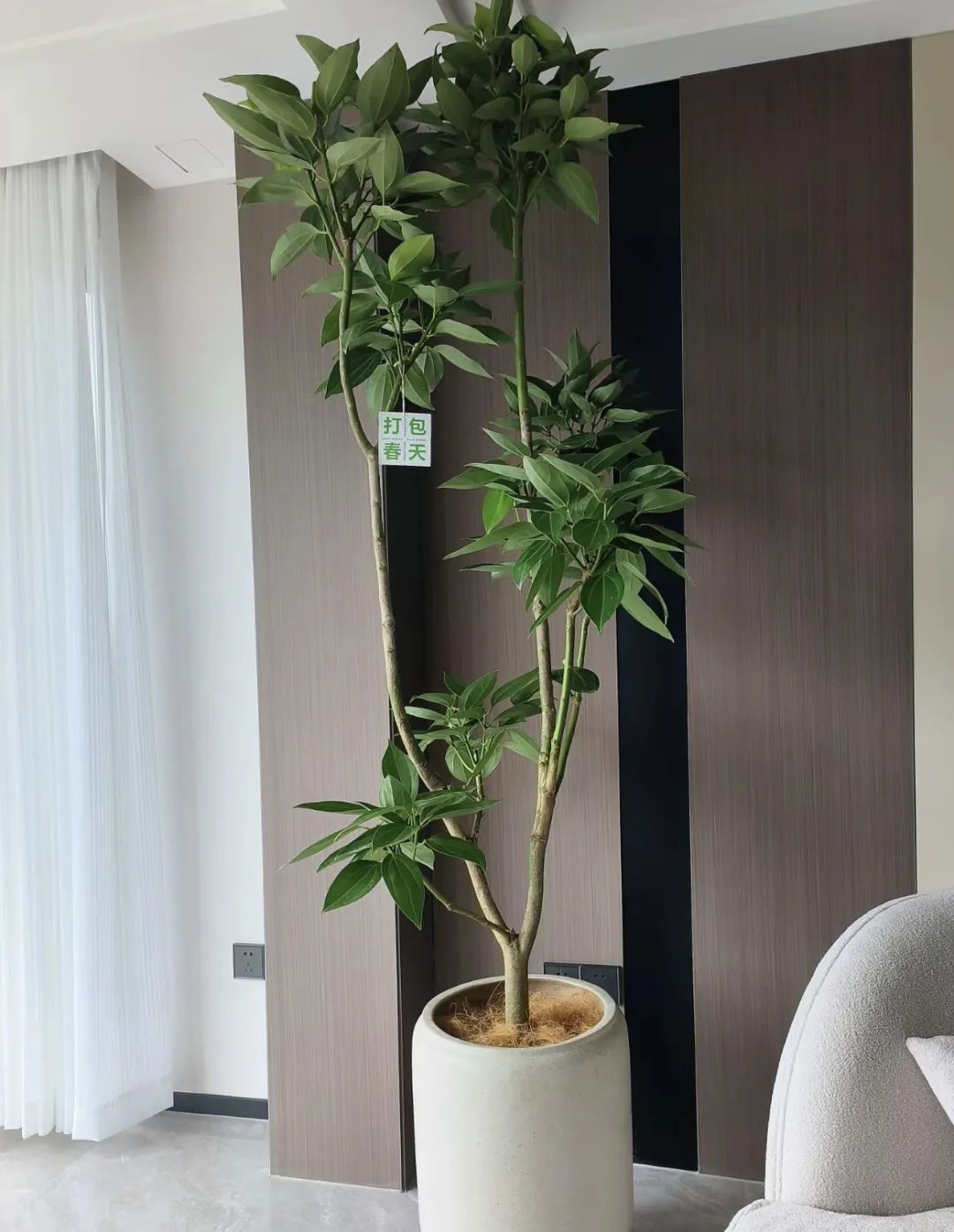 养花就养这几种高端大气上档次,养花养得又好又快的秘诀