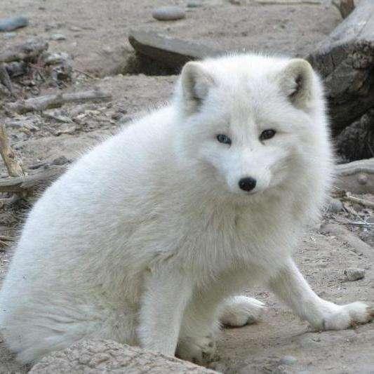 赤狐最大可以长多大,赤狐体型