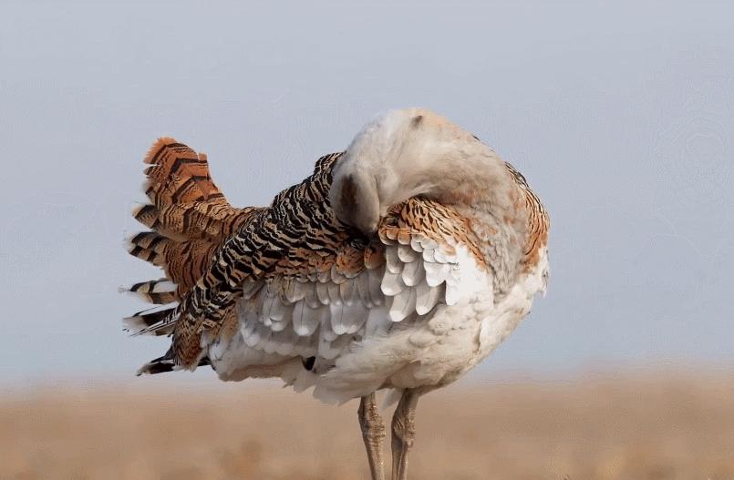 为何*楼青**老板娘叫*鸨老**？鸨能和所有鸟交配，真的是“万鸟之妻”？