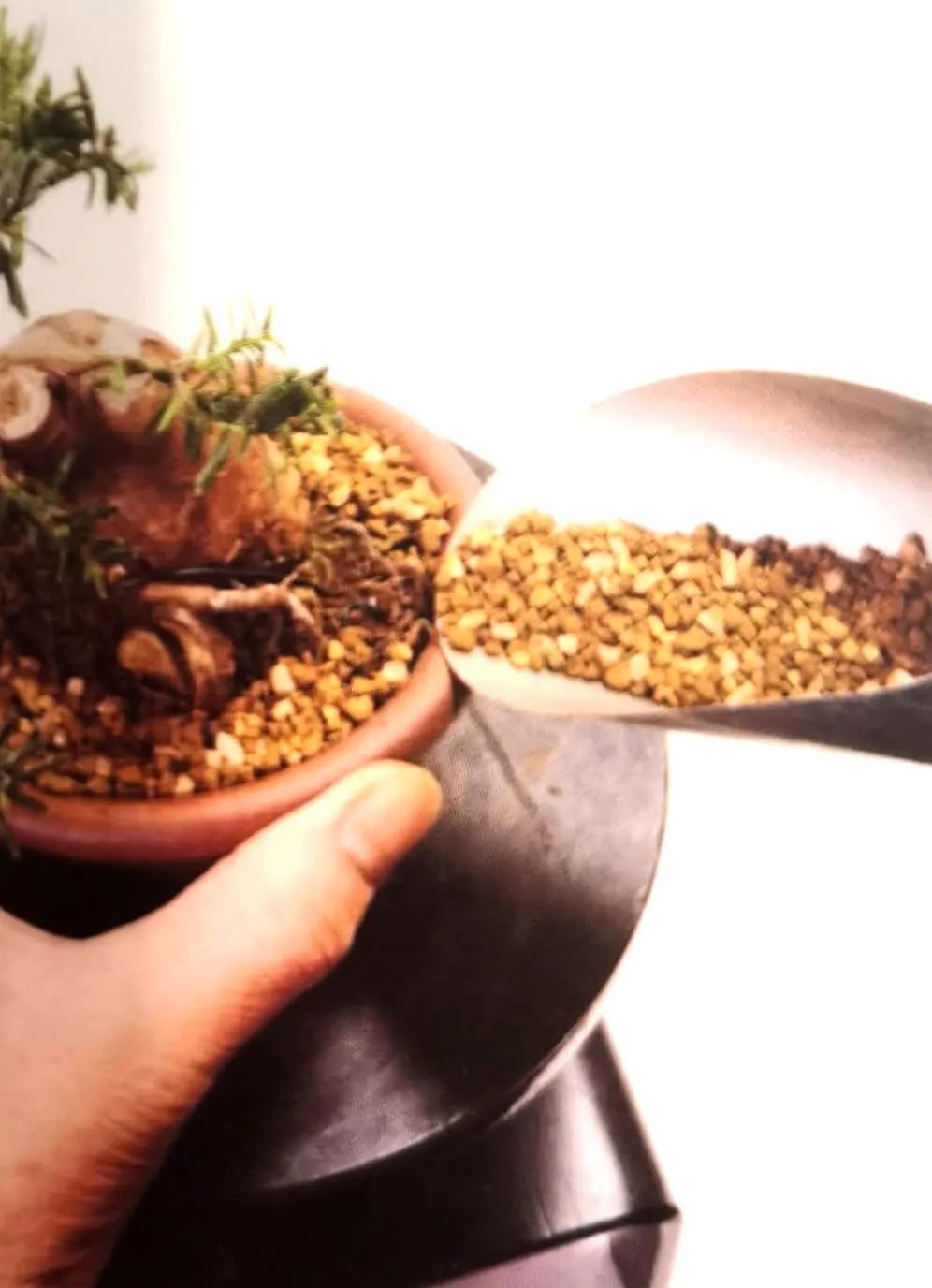 舍利红豆杉盆景,红豆杉老桩盆景怎么修剪