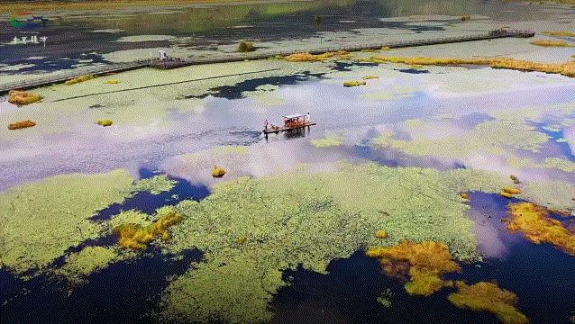 年度最佳22℃暖冬小城!全国唯一半城银杏,半城温泉!现在来刚好