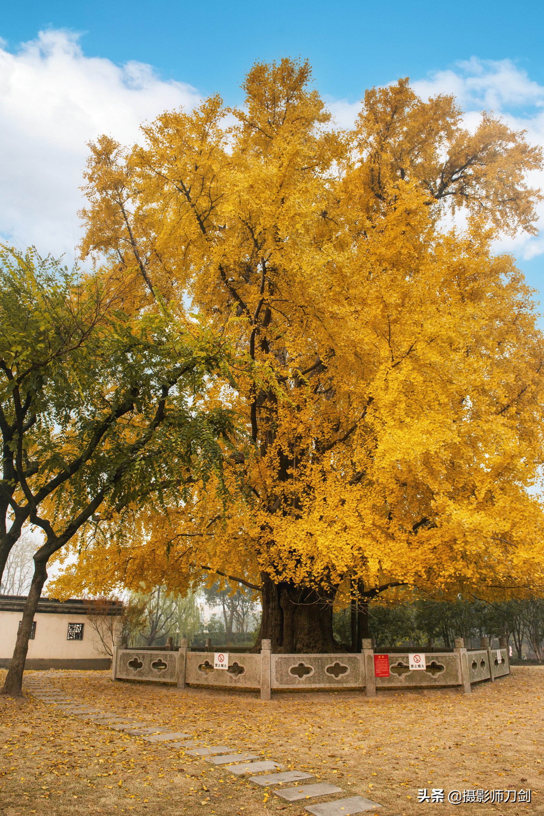 附近银杏树打卡地上海,上海CET市中心银杏打卡