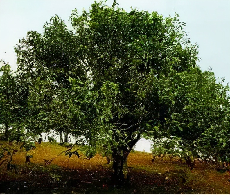 普洱茶记录,云南普洱茶的六大茶山