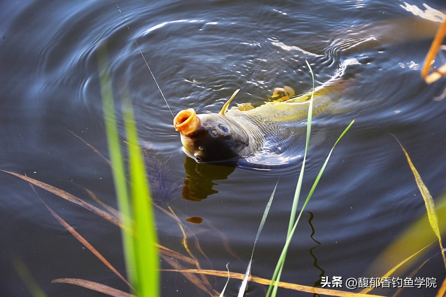 钓氏鱼线测试,科学钓鱼测试鱼线哪家强