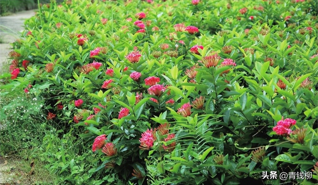 独家揭秘南国花城夏季四季惊艳