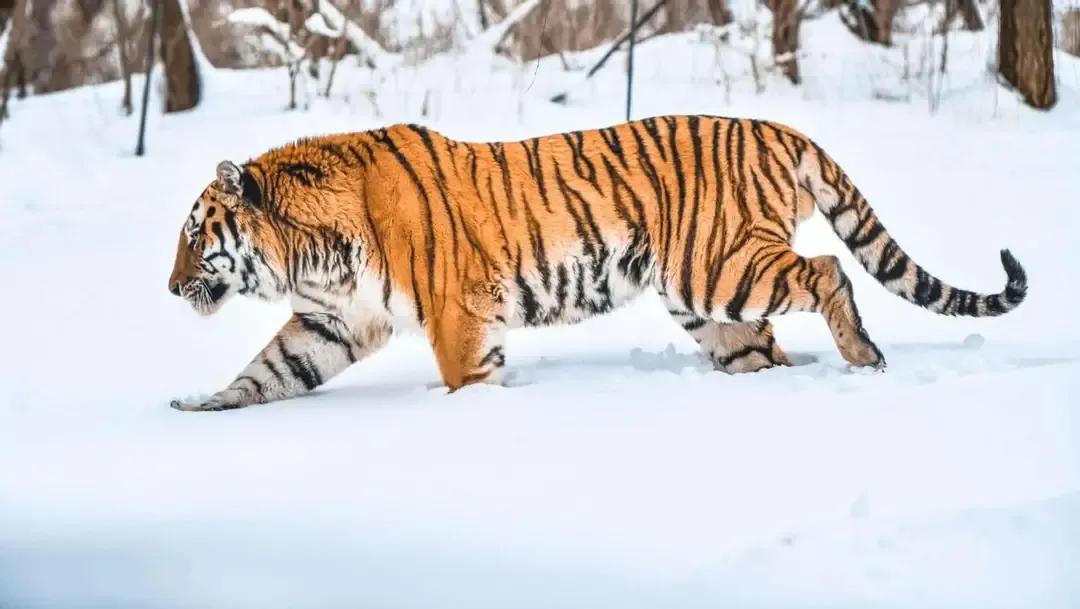 猛虎潜深山长啸自成风出自哪里,猛虎潜深山长啸自生风打一生肖