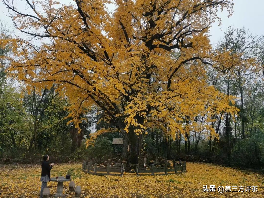 2023年评姐寄语:如种子一般,一生向阳!